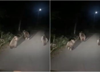 🎥 დათვების ოჯახი რაჭიდან – ნახეთ რა კადრები ვრცელდება სოციალურ ქსელში