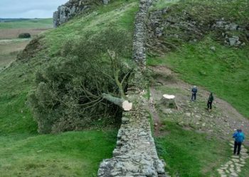 დიდ ბრიტანეთში „რობინ ჰუდის ხე“ მოჭრეს – დაკავებულია 16 წლის ბიჭი