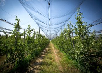 რა ჯდება სეტყვისგან დამცავი ბადეების მოწყობა