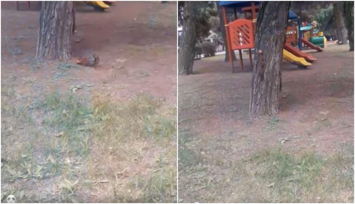 🎥 “გლდანში ციყვებმა ბავშვებს ვაშლი მოპარეს” – რა კადრები ვრცელდება სოციალურ ქსელში