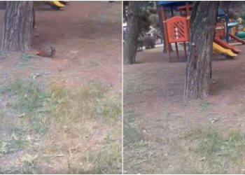 🎥 “გლდანში ციყვებმა ბავშვებს ვაშლი მოპარეს” – რა კადრები ვრცელდება სოციალურ ქსელში