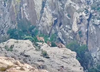 🎥 დედა ჯიხვი თავის ფოთრებთან ერთად ყაზბეგის ეროვნული პარკიდან