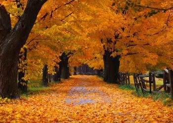 10 რამ, რითაც შეგიძლია შემოდგომით თავი შეიქციო