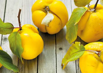 კომშის საზიანო თვისებები – როდის უნდა ვერიდოთ ამ ხილს