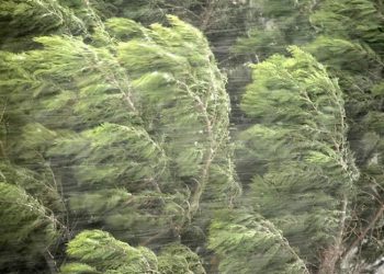 “ქარმა მშენებარე კორპუსიდან სამშენებლო ბლოკები გადმოყარა, რამაც ავტომობილები დააზიანა” – რა ინფორმაცია ვრცელდება სოციალურ ქსელში