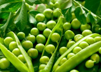 ბარდის სასაგებლო თვისებები