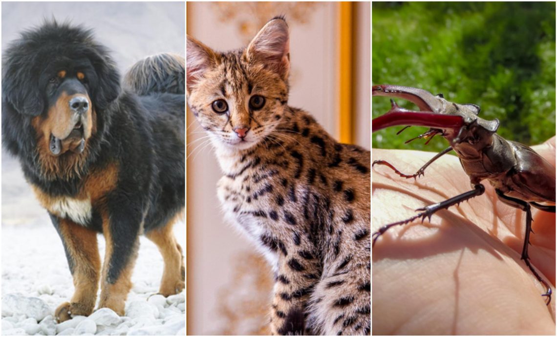 ამ არსებებში ასტრონომიულ თანხებს იხდიან – მსოფლიოში ყველაზე ძვირადღირებული შინაური ცხოველები