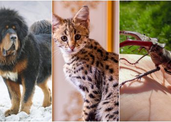 ამ არსებებში ასტრონომიულ თანხებს იხდიან – მსოფლიოში ყველაზე ძვირადღირებული შინაური ცხოველები