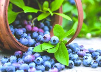 მოცვი და მისი სასარგებლო თვისებები