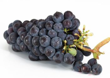 10 ხილი, რომლებიც კურკიანად უნდა მიირთვათ