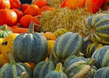 რა შემთხვევაშია გოგრა საზიანო? – გაითვალისწინეთ