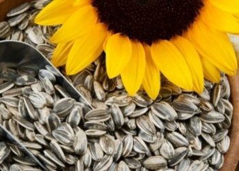 მზესუმზირის სასარგებლო თვისებები