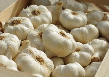 როგორ მივირთვათ ნიორი, რათა გავიწმინდოთ ღვიძლი, დავწვათ ცხიმები და გავანადგუროთ პარაზიტები