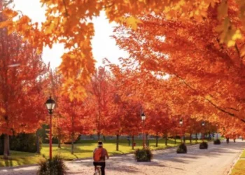 სეზონური აფექტური დაავადება, ალერგია, კანის სიმშრალე – რჩევები, თუ როგორ უნდა გაუმკლავდეთ ამ პრობლემებს შემოდგომის სეზონზე