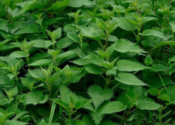 ჭიჭრის სარგებელი – რაში გამოვყენოთ ჭინჭარი?