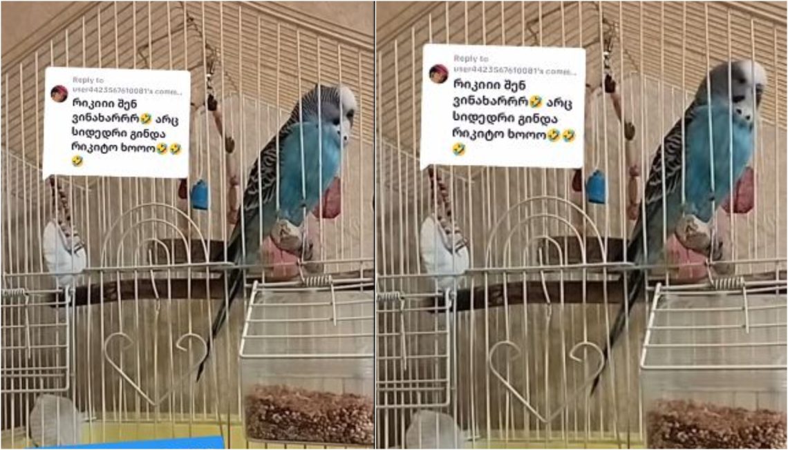 🎥 ”არ მინდა ცოლი” – მოლაპარაკე თუთიყუშის ვიდეო სოც ქსელს იპყრობს