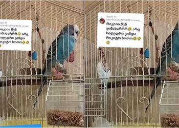 🎥 ”არ მინდა ცოლი” – მოლაპარაკე თუთიყუშის ვიდეო სოც ქსელს იპყრობს