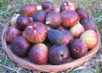 ვისთვის არ შეიძლება ლეღვის ჭამა? – რჩევები