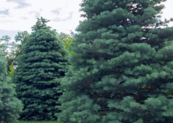 📷 რუსთავში მრავაწლოვანი ნაძვი წაიქცა