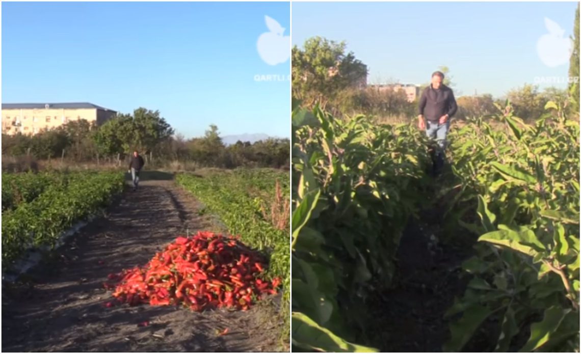🎥 “ქართველ გლეხს თუ უნდოდა რუსეთი, ეს იყოს იმის გამო რომ ესარგებლა იმ ბაზრით და გაეტანა თავისი პროდუქცია” – რა გამოწვევების წინაშე დგანან ქართველი ფერმერები