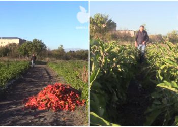 🎥 “ქართველ გლეხს თუ უნდოდა რუსეთი, ეს იყოს იმის გამო რომ ესარგებლა იმ ბაზრით და გაეტანა თავისი პროდუქცია” – რა გამოწვევების წინაშე დგანან ქართველი ფერმერები