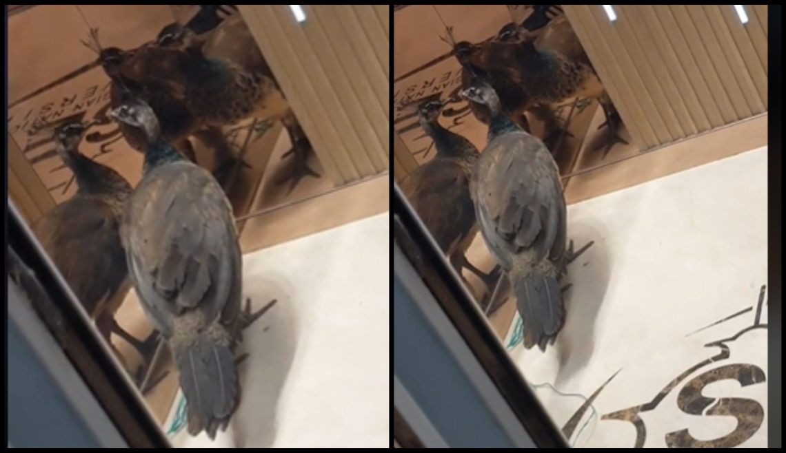 🎥 ფარშევანგი საქართველოს ეროვნულ უნივერსიტეტში – რა კადრები ვრცელდება სოც ქსელში