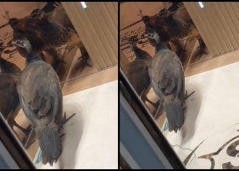 🎥 ფარშევანგი საქართველოს ეროვნულ უნივერსიტეტში – რა კადრები ვრცელდება სოც ქსელში