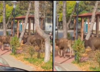 🎥 ძროხები წყნეთის სკვერში – რა კადრები ვრცელდება სოც ქსელში