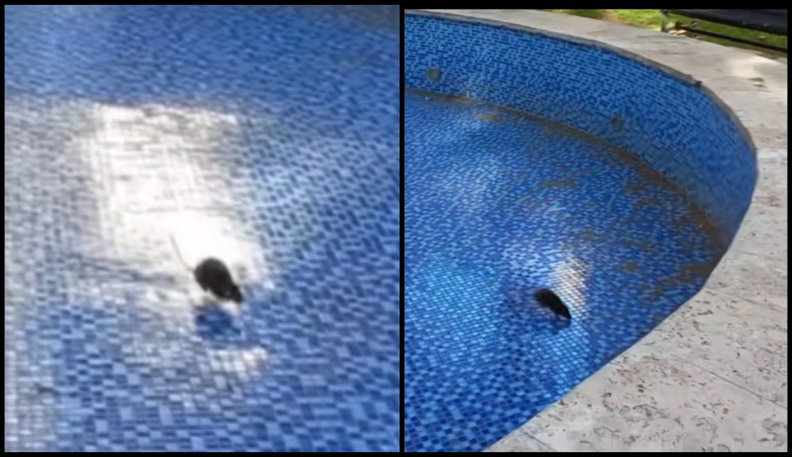 🎥 “საქართველოს პარლამენტის უკან სკვერში, გამორთულ შადრევანში ვირთხები დარბიან” – რა ვიდეო ვრცელდება სოც ქსელში