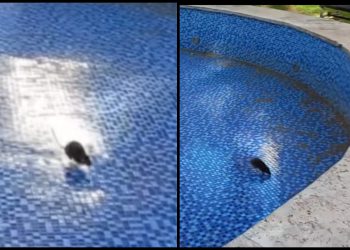 🎥 “საქართველოს პარლამენტის უკან სკვერში, გამორთულ შადრევანში ვირთხები დარბიან” – რა ვიდეო ვრცელდება სოც ქსელში