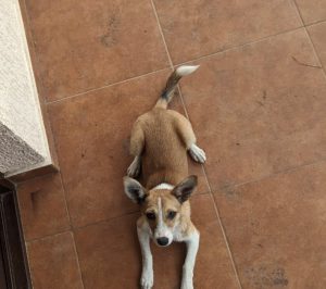 "მიკი წავიდა ჩუმად. არც უტირია, არც ხმა გაგვიგია მისი" - გიორგი კეკელიძის ემოციური პოსტი