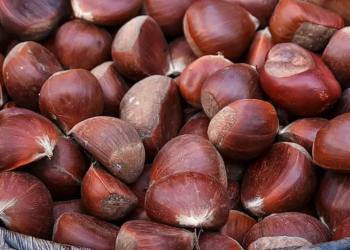 “ხელს უწყობს ტვინის მოქმედების აქტივობას…” – რა სასარგებლო თვისებები აქვს წაბლს?