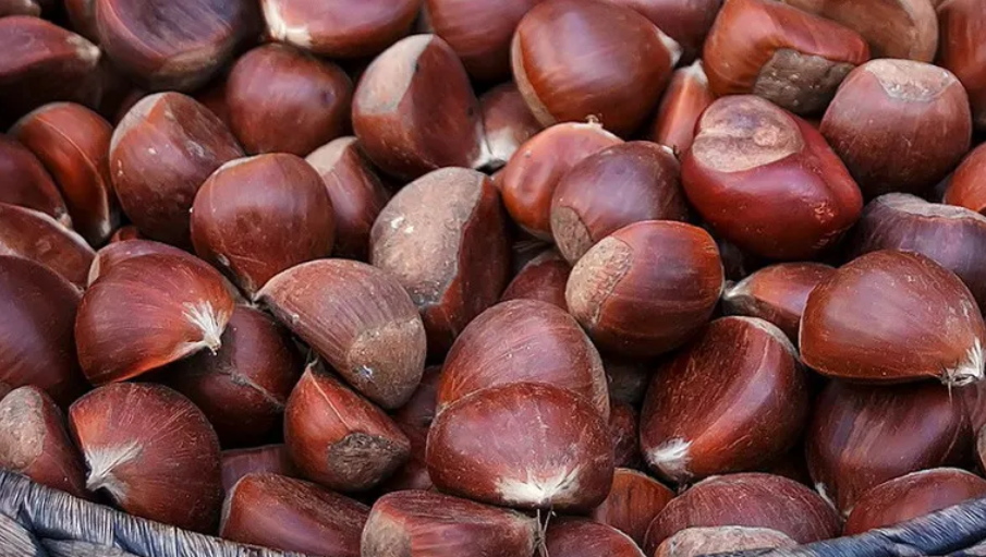 “ხელს უწყობს ტვინის მოქმედების აქტივობას…” – რა სასარგებლო თვისებები აქვს წაბლს?