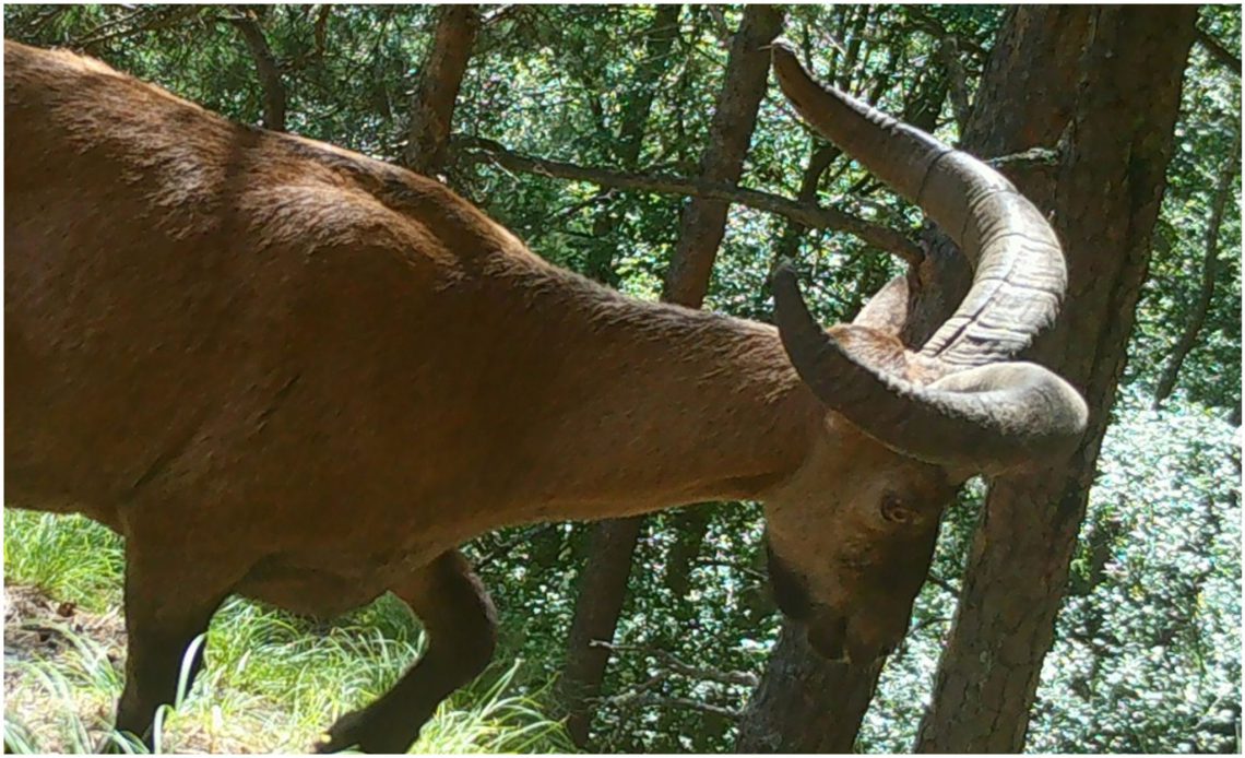 📷”საოცარია, ასეთი დაზიანების მიუხედავად, როგორ მოახერხა ადაპტირება და ველურ ბუნებაში გადარჩენა” –  ფოტო რომელიც სოციალურ ქსელებს იპყრობს
