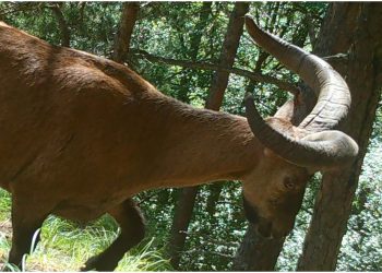 📷”საოცარია, ასეთი დაზიანების მიუხედავად, როგორ მოახერხა ადაპტირება და ველურ ბუნებაში გადარჩენა” –  ფოტო რომელიც სოციალურ ქსელებს იპყრობს