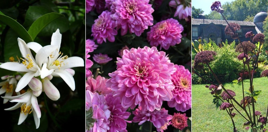 ყვავილები ზოდიაქოს ნიშნის მიხედვით