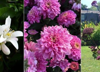 ყვავილები ზოდიაქოს ნიშნის მიხედვით