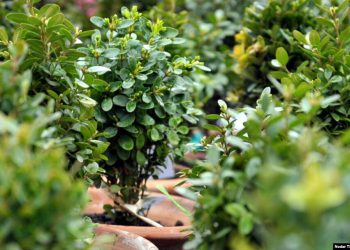 რა საოცარი თვისება აქვს ბზას