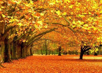 ისტორიაში ყველაზე თბილი ოქტომბერი დაფიქსირდა – რას ამბობენ მეცნიერები?