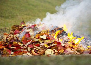 რამდენი ლარით დაჯარიმდებით, თუ ფოთლებს დაწვავთ და როგორ შეგიძლიათ, ის სასუქად გარდაქმნათ