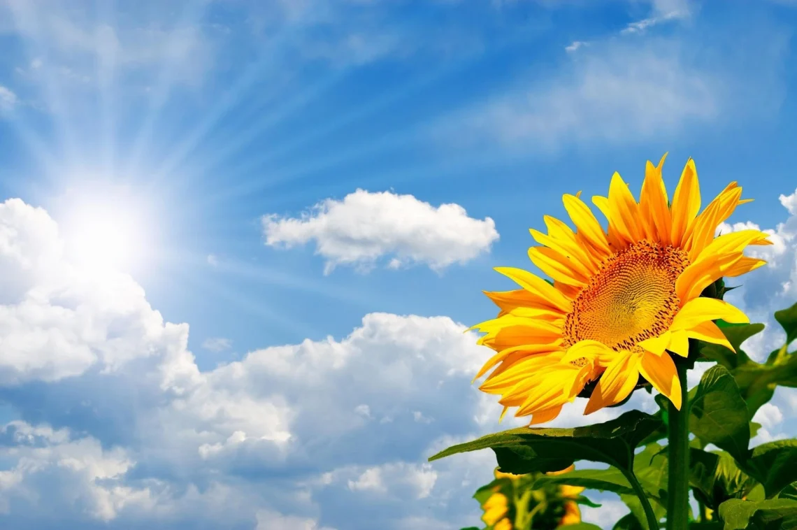 იცოდით, რატომ რგავენ მზესუმზირებს ბირთვული კატასტროფის ადგილებში?