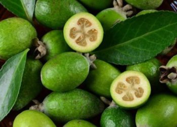 ფეიხოას შესახებ ეს აუცილებლად უნდა იცოდეთ