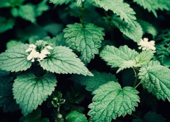 საუკეთესოა კანისა და თმის მოვლისთვის – ჭინჭრის სარგებელი