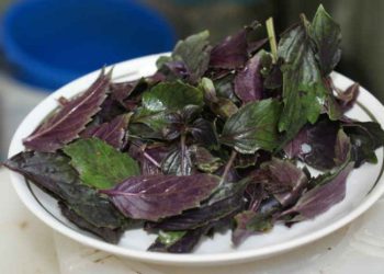 როგორი სამკურნალო თვისებები აქვს რეჰანს – მცენარე, რომელსაც ადამიანის სიცოცხლის გახანგრძლივება შეუძლია