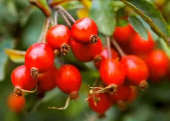 რა სარგებელი და ზიანი შეიძლება მოგვიტანოს ასკილმა? – ყველამ გაითვალისწინეთ