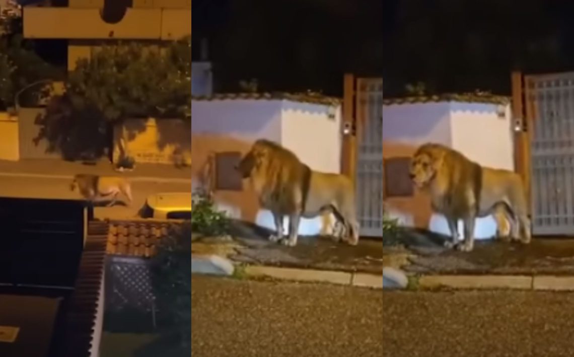 🎥 იტალიის ცირკიდან ლომი გაიქცა – ის 5 საათის შემდეგ დაიჭირეს