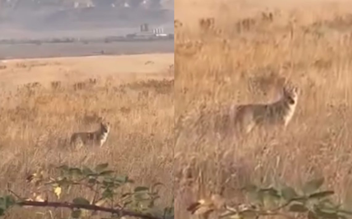 🎥 “რამხელაა, 2 ცალი დადის სულ“ – ადგილობრივებმა გომში მგლები დააფიქსირეს