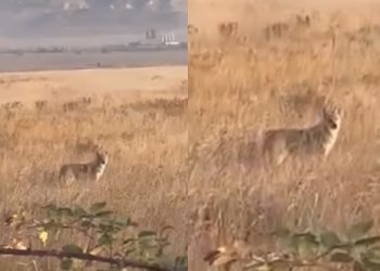 🎥 “რამხელაა, 2 ცალი დადის სულ“ – ადგილობრივებმა გომში მგლები დააფიქსირეს