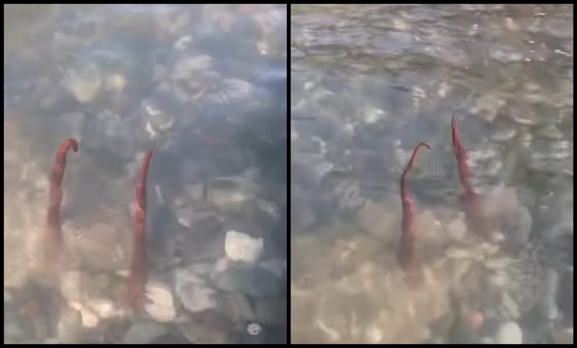 🎥 “მწვანე კონცხზე ხდება ასეთი რამ…” – რა კადრები ვრცელდება სოც ქსელში