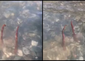 🎥 “მწვანე კონცხზე ხდება ასეთი რამ…” – რა კადრები ვრცელდება სოც ქსელში